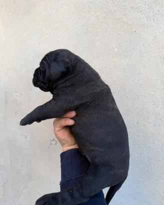 Cuccioli cane corso
