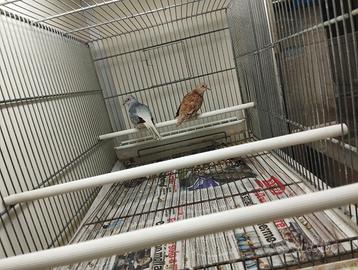 Coppia di tortore diamantina