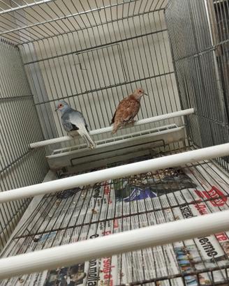 Coppia di tortore diamantina