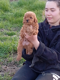 Barboncino toy pedigree Enci