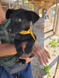 Cuccioli dolcissimi
