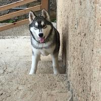 Siberian husky maschio 6 mesi