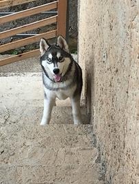 Siberian husky maschio 6 mesi