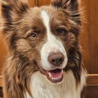 Border Collie maschio x monta Accoppiamento