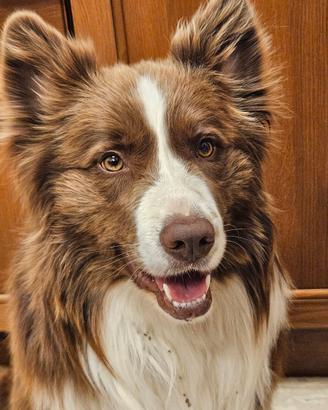Border Collie maschio x monta Accoppiamento