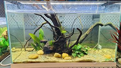 Acquario 60L allestimento completo