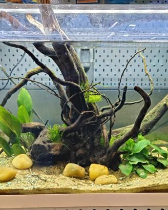 Acquario 60L allestimento completo