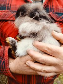 Conigli nani testa di leone