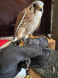 Rapaci(gheppio americano)