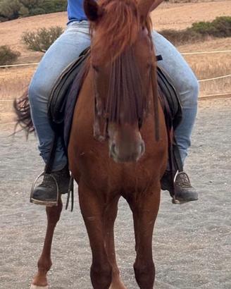 Cavallo