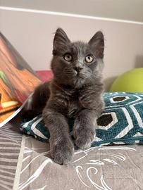 Gattino di 3 mesi