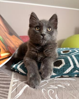 Gattino di 3 mesi