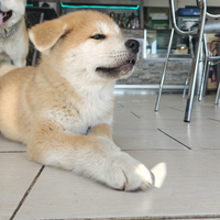 Cuccioli Akita inu