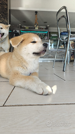 Cuccioli Akita inu