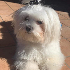Cuccioli Maltesi