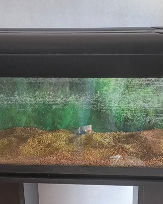 Acquario 100 litri