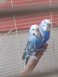 Coppie cocorite