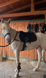 Cavallo