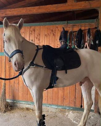Cavallo
