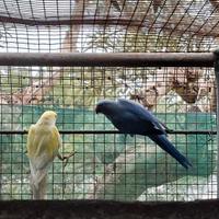 Coppia collari mutati