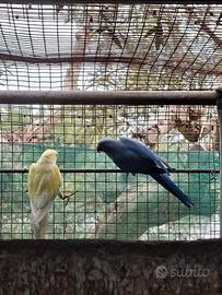 Coppia collari mutati