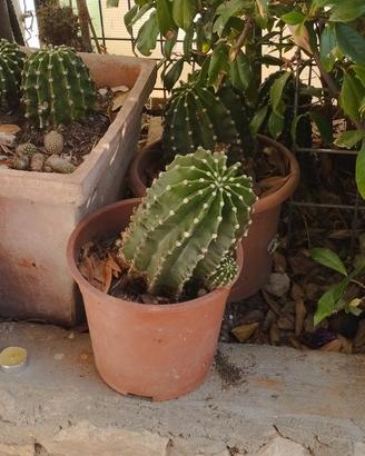 Cactus