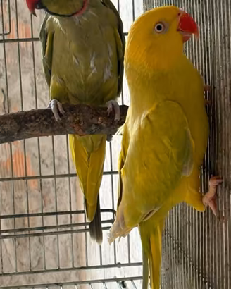Coppia riproduttiva parrocchetto dal collare