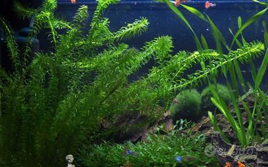 Elodea densa - pianta per acquari e laghetti