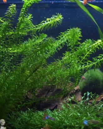 Elodea densa - pianta per acquari e laghetti