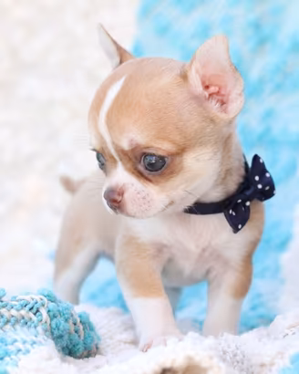 CHIHUAHUA TOY CUCCIOLO MASCHIETTO disponibile