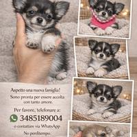 Chihuahua mini mosca