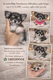 Chihuahua mini mosca