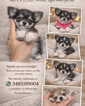 Chihuahua mini mosca