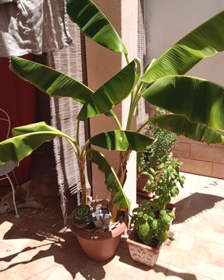 pianta di banano
