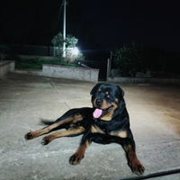 Rottweiler puro per monta