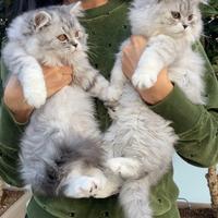 Scottish highland straight e scottish fold fem