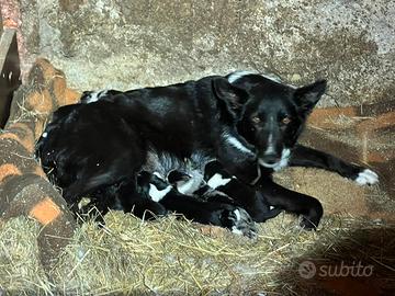 Cuccioli incrocio Border collie con pastore