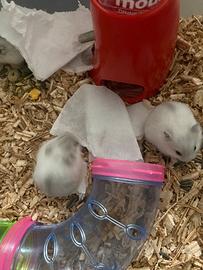 Splendidi cuccioli di criceto russo