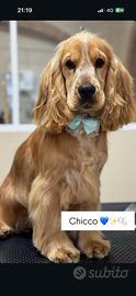 Cocker spaniel inglese