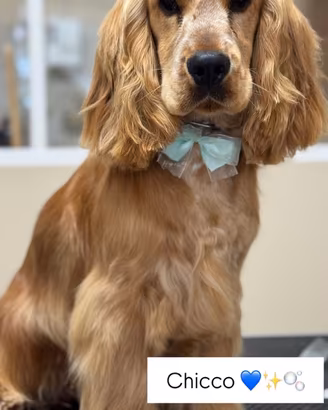 Cocker spaniel inglese