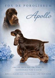 Cocker spaniel inglese per monta