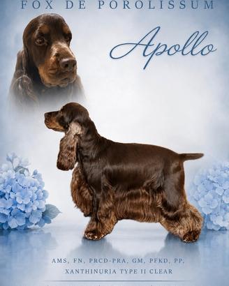Cocker spaniel inglese per monta