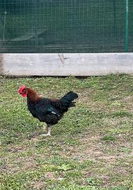 Gallo Marans