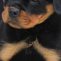 Cucciolo rottweiler con pedigree