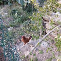 Coppia di chichirinielli