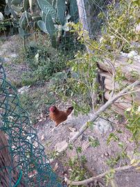 Coppia di chichirinielli