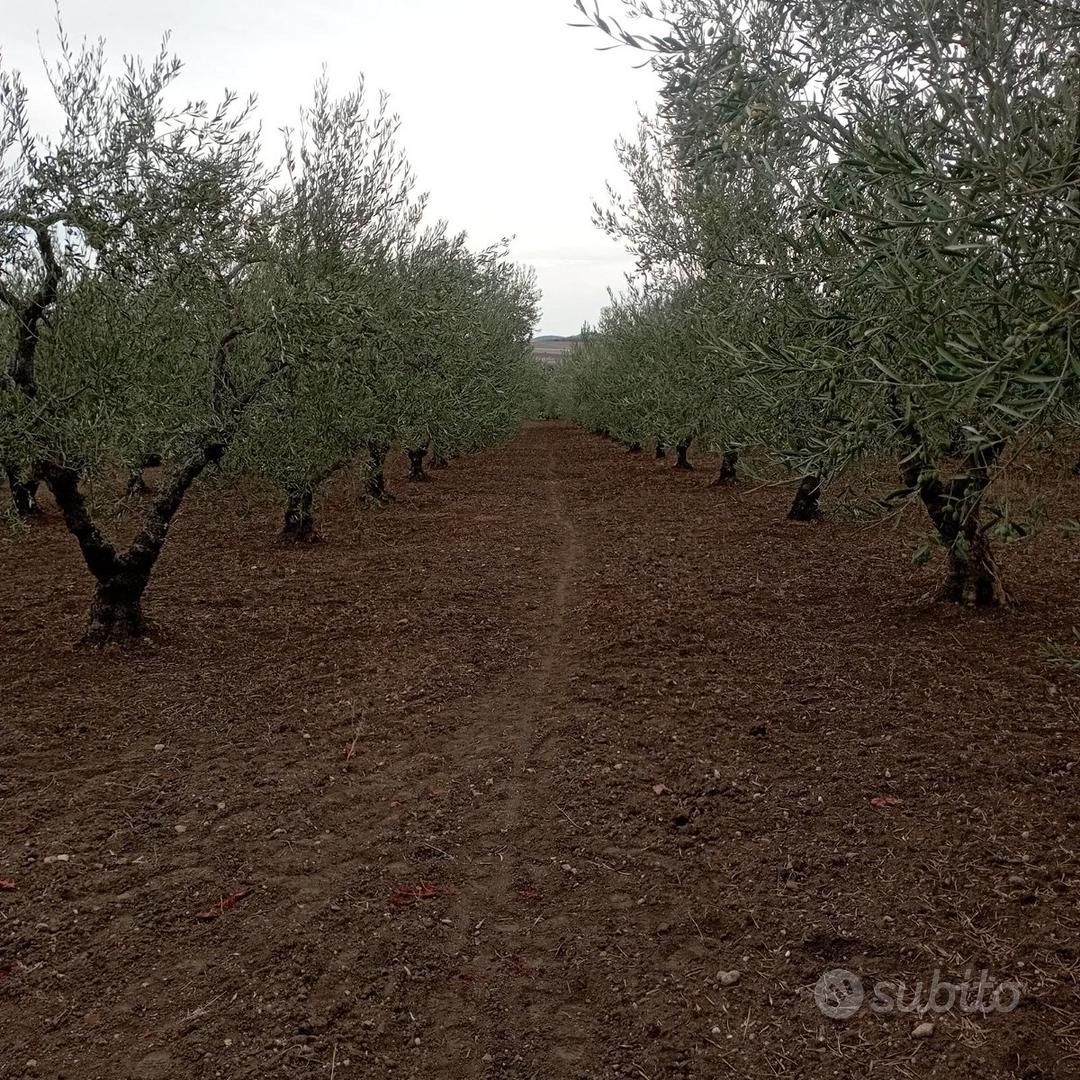 Terreno agricolo con uliveto da privato - Vista 5
