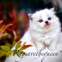 Femminuccia RAGDOLL Blue Lynx Bicolor Pedigree AGI