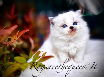 Femminuccia RAGDOLL Blue Lynx Bicolor Pedigree AGI