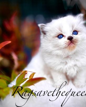 Femminuccia RAGDOLL Blue Lynx Bicolor Pedigree AGI